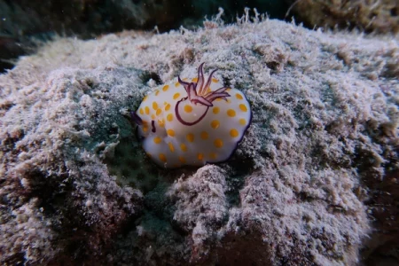 Underwater Photography Specialty Course