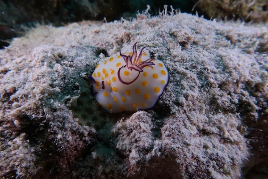 Underwater Photography Specialty Course
