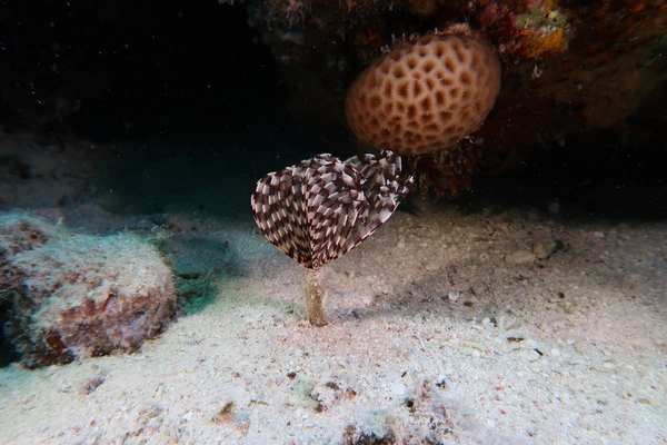 Underwater Photography Specialty Course