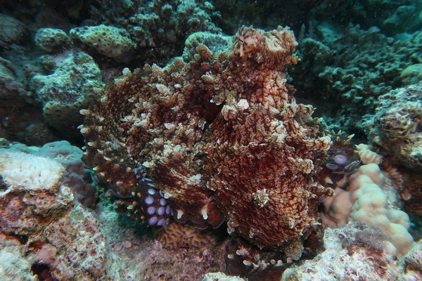 Underwater Photography Specialty Course