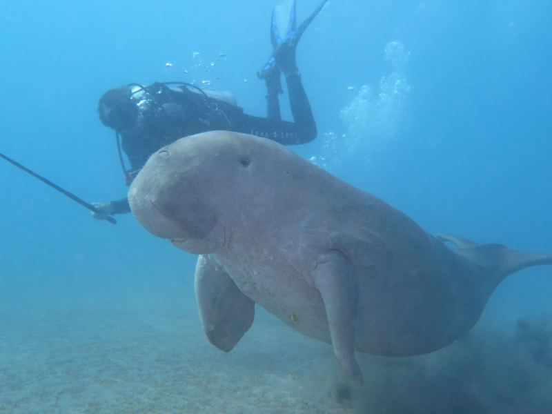 Special Diving Trips