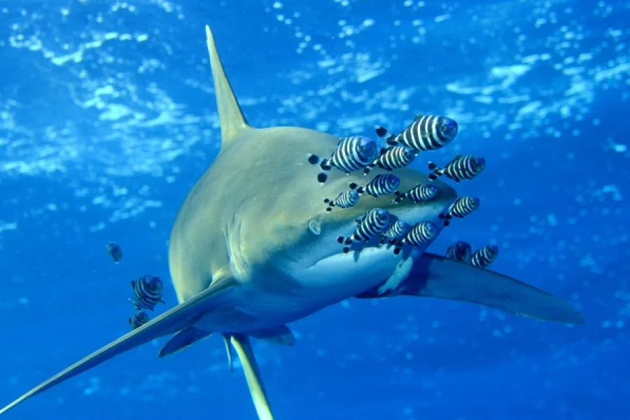 Diving with Sharks in Elphinstone Reef