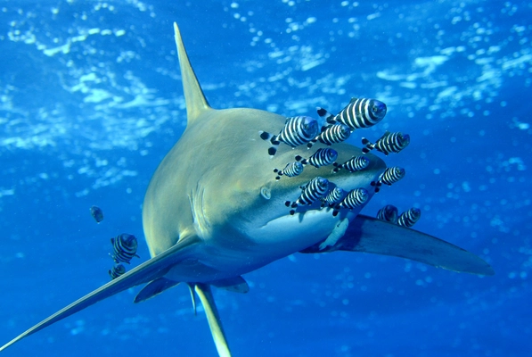 Diving with Sharks in Elphinstone Reef
