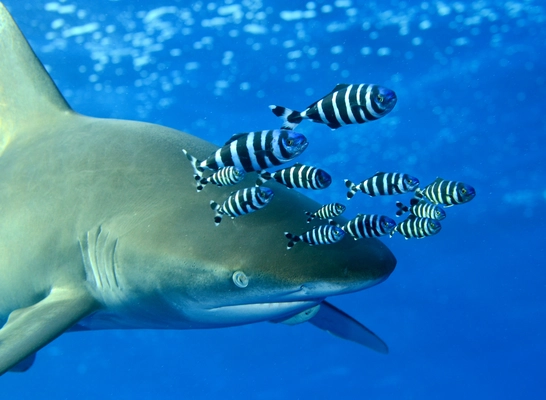Diving with Sharks in Elphinstone Reef
