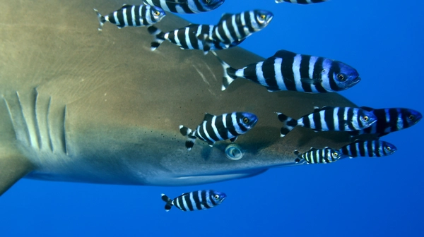Diving with Sharks in Elphinstone Reef