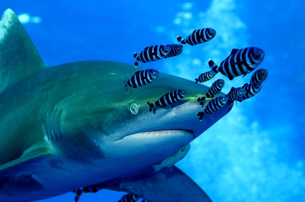 Diving with Sharks in Elphinstone Reef