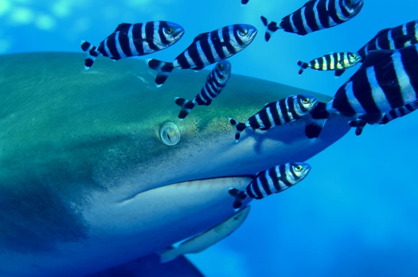 white tip shark