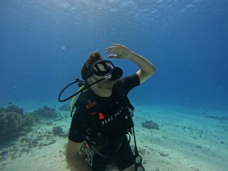 Daily Diving