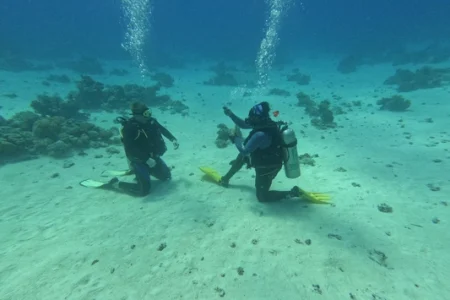 Open Water Diver Course