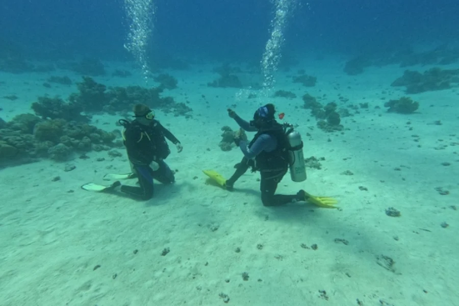 Open Water Diver Course