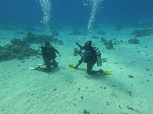 Open Water Diver Course