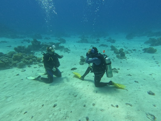 Open Water Diver Course