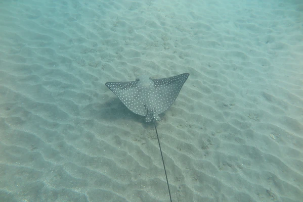 9 days 18 dives package
