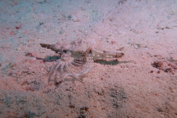 Underwater Photography Specialty Course
