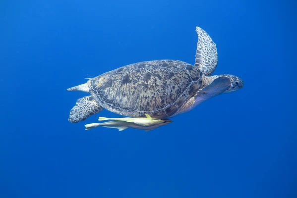 Diving with Turtles at Abu Dabbab