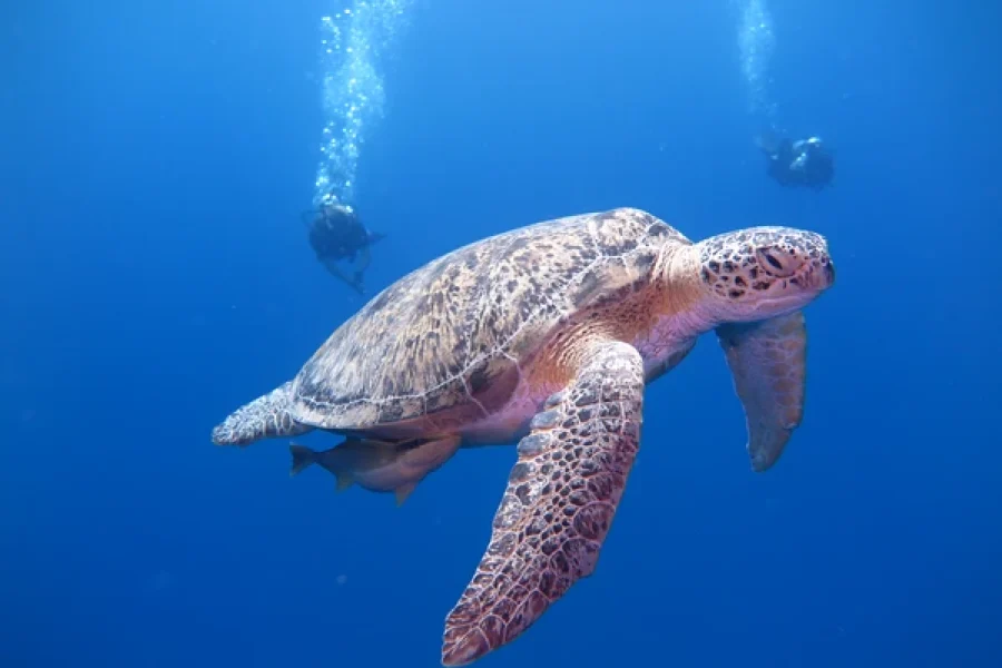 Diving with Turtles at Abu Dabbab
