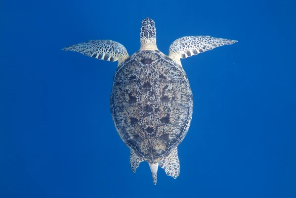 Diving with Turtles at Abu Dabbab