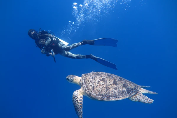 Diving with Turtles at Abu Dabbab
