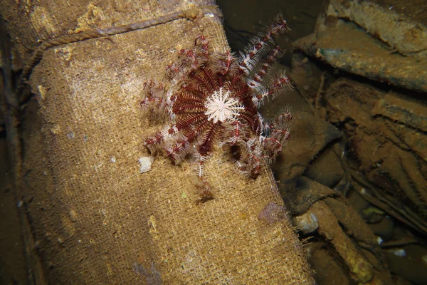 Salem Express Shipwreck dive
